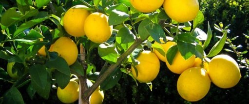 lemontree